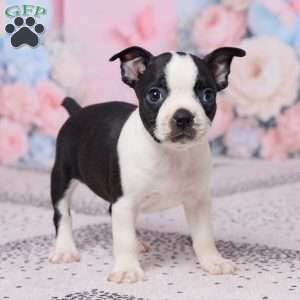 Hyacinth, Boston Terrier Puppy